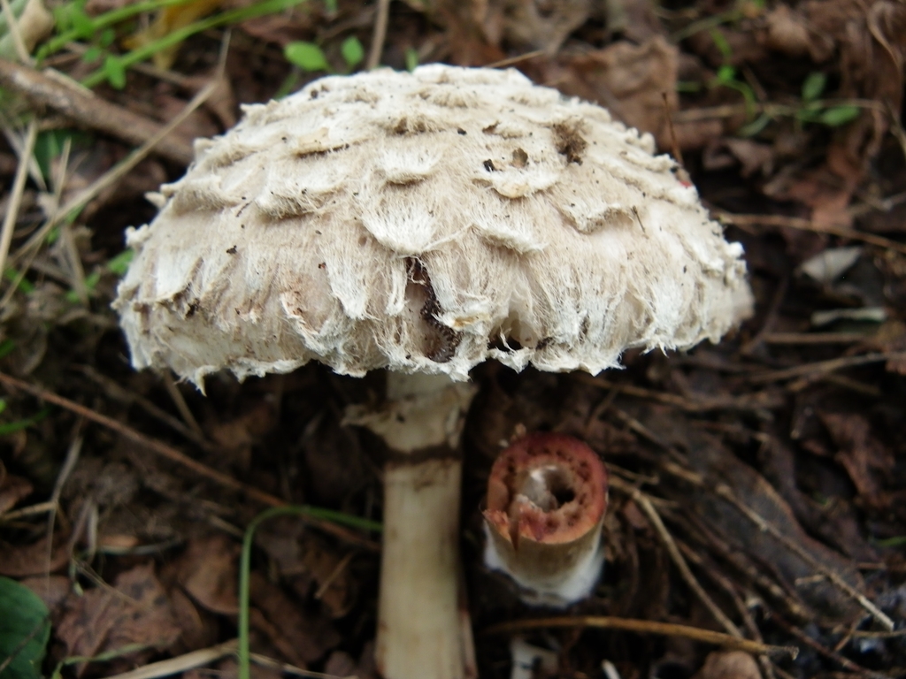 Pirul&oacute; õzl&aacute;bgomba